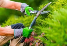Jardinage pour débutants : comment entretenir son jardin ? Entretien de jardin