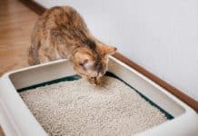 Une éco-litière à base de lin Litière