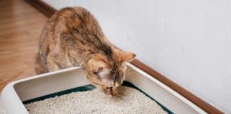 Une éco-litière à base de lin Litière